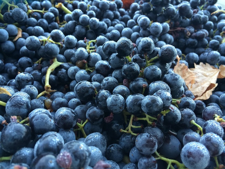Bodega Sarmentero