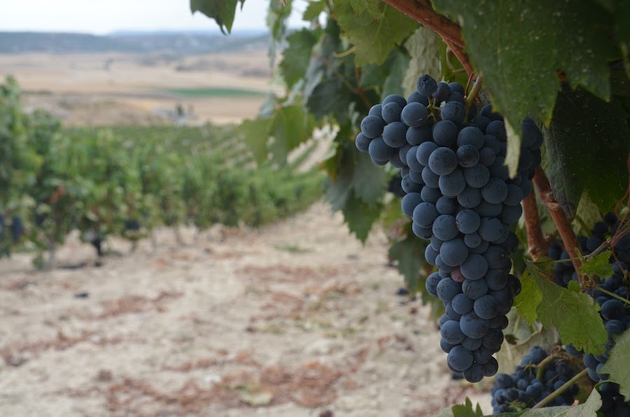 Bodega Tomás Postigo