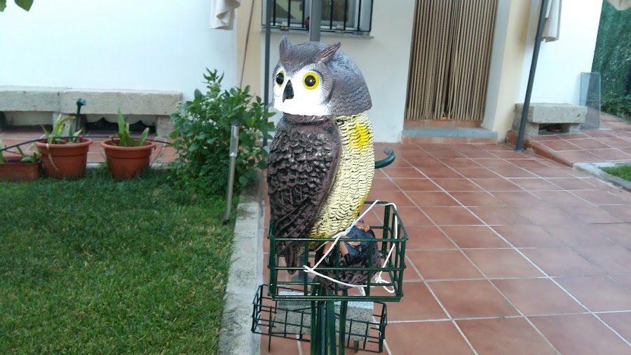Castejao