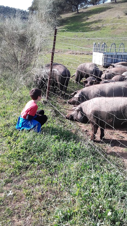 Ibericos el Maestre